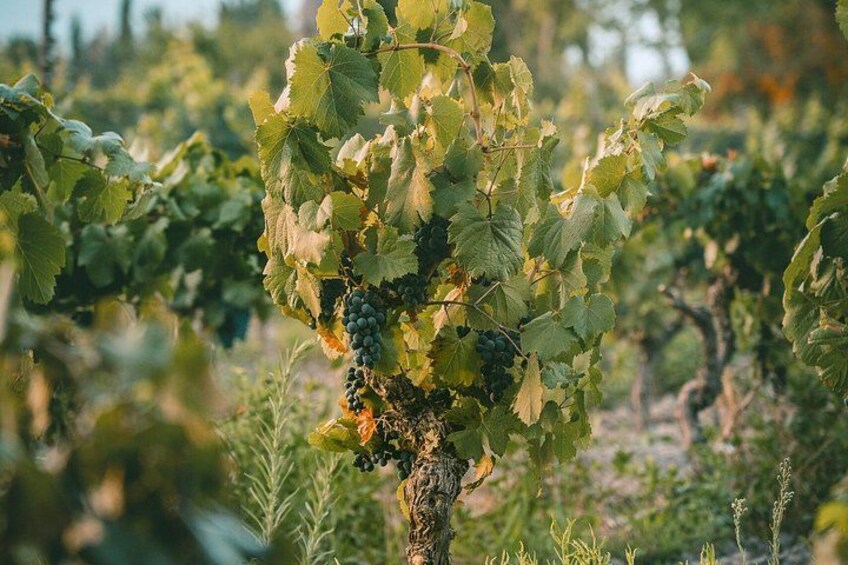 Mendoza Wine Tasting at Bodega Ciclo Andino with Snacks 2