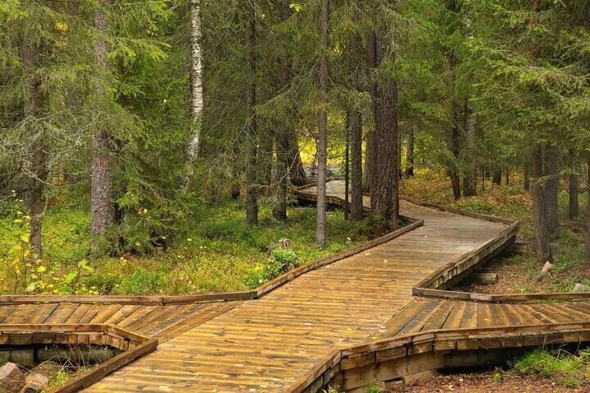 Un muelle de madera serpentea por un bosque con árboles altos y vegetación densa. 4