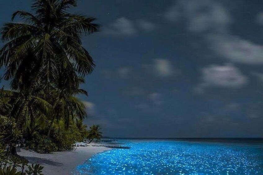 Holbox Bioluminescence Night Tour by Golf Cart 3