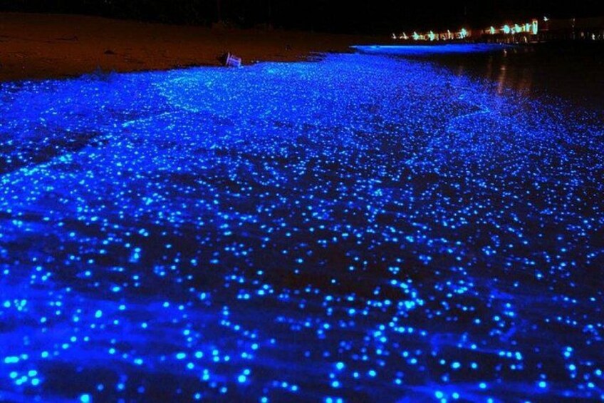 Holbox Bioluminescence Night Tour by Golf Cart 1