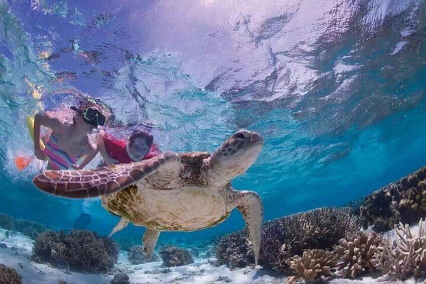 Une personne faisant de la plongée avec tuba à proximité d’une tortue de mer dans une eau d’un bleu cristallin. 1