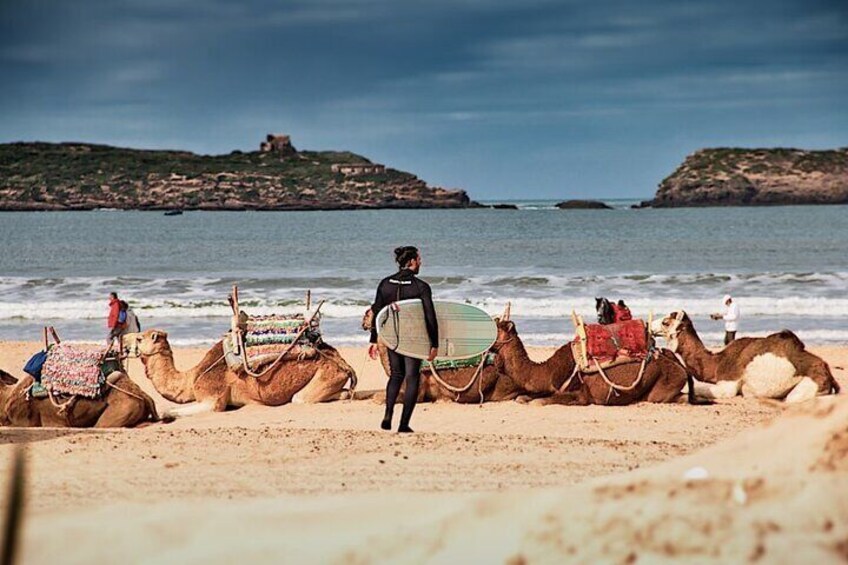 A beach with camels and a surfer. 2
