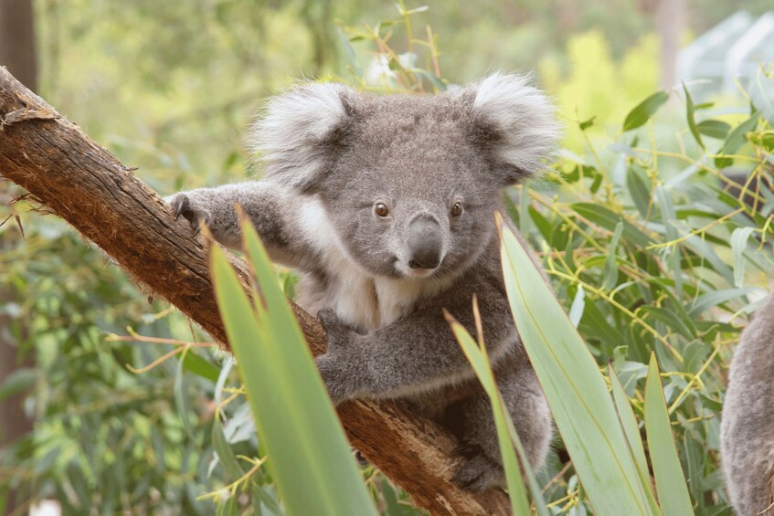 A koala clinging to a tree branch amidst green foliage. 2