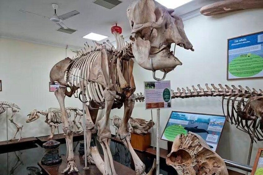 A large skeleton of a whale mounted on a display stand in a museum. 3