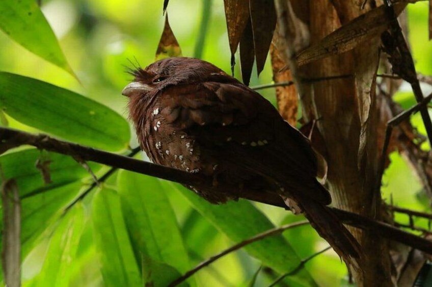 Experience the Magic of Sinharaja Rainforest 4