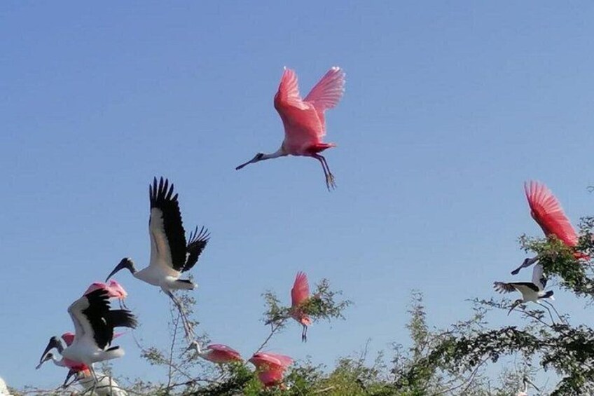 Holbox Island: Explore Nature, Beaches, and Local Culture 3