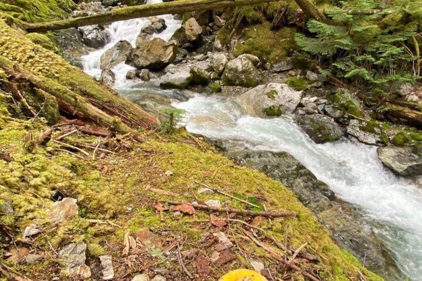 Seattle: North Cascades Nat Park Highlights (catered lunch) 2