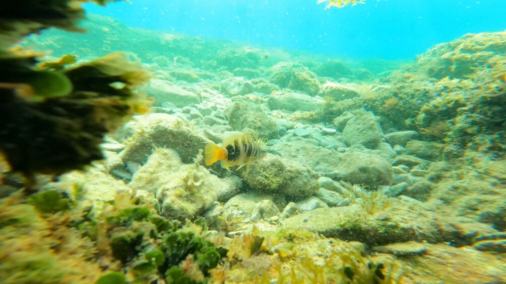 An underwater scene with a fish swimming near coral formations. 3