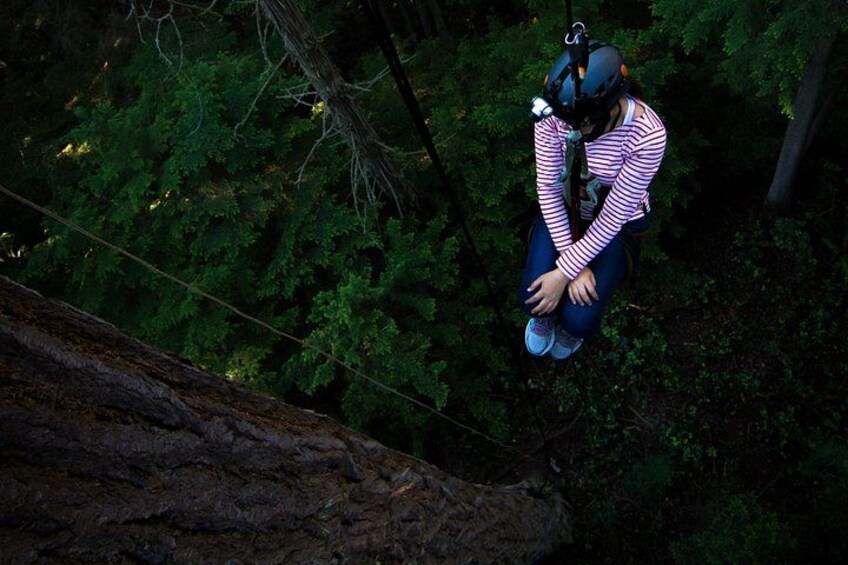A person suspended in mid-air, wearing a helmet and harness, in a forested area with dense green foliage and a large tree trunk. 4