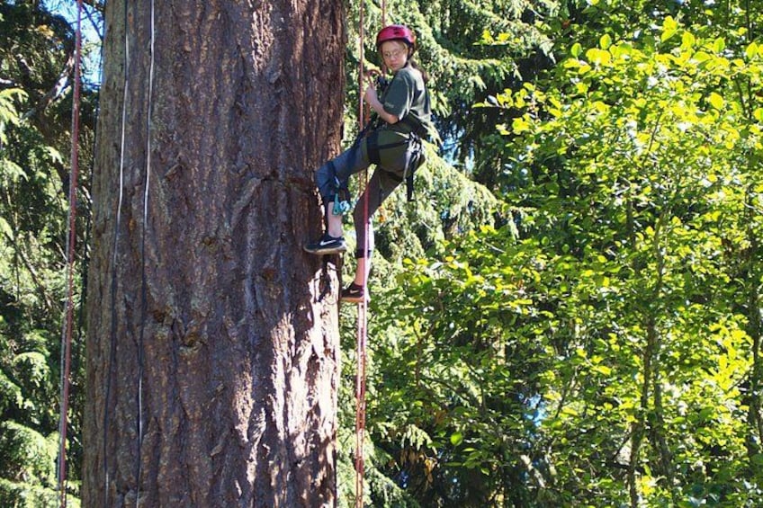 A person climbing a tree. 2