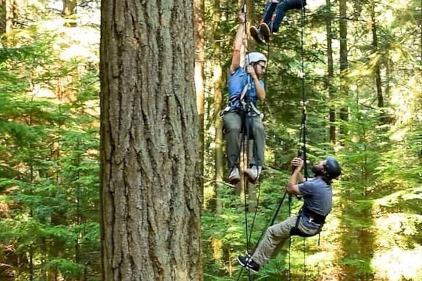 A person rappelling down a tree in a forest. 3