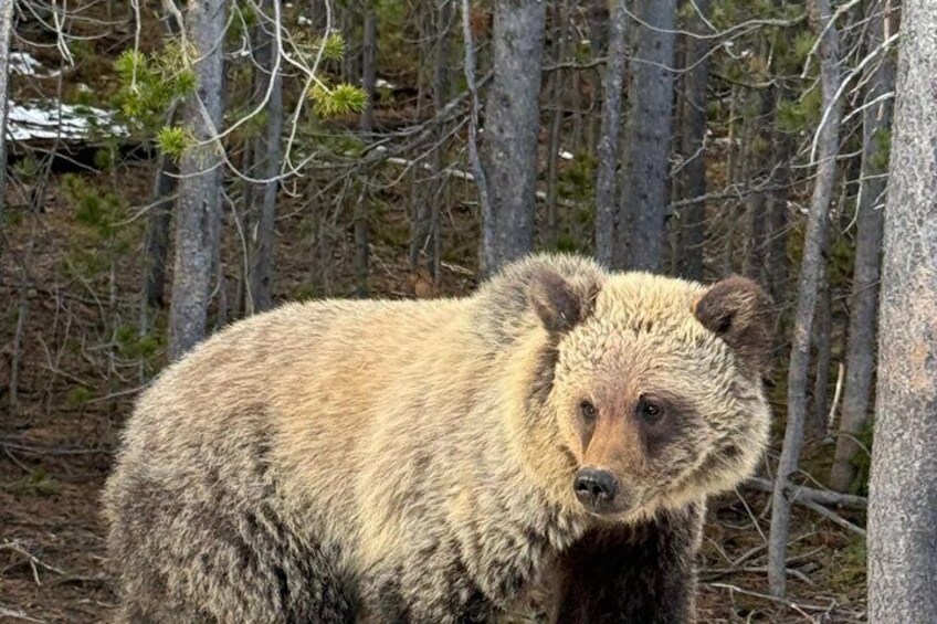 A bear in a forested area with trees and underbrush. 2