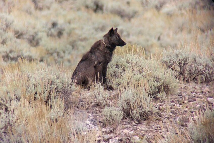 A wolf sitting in a grassy field. 5
