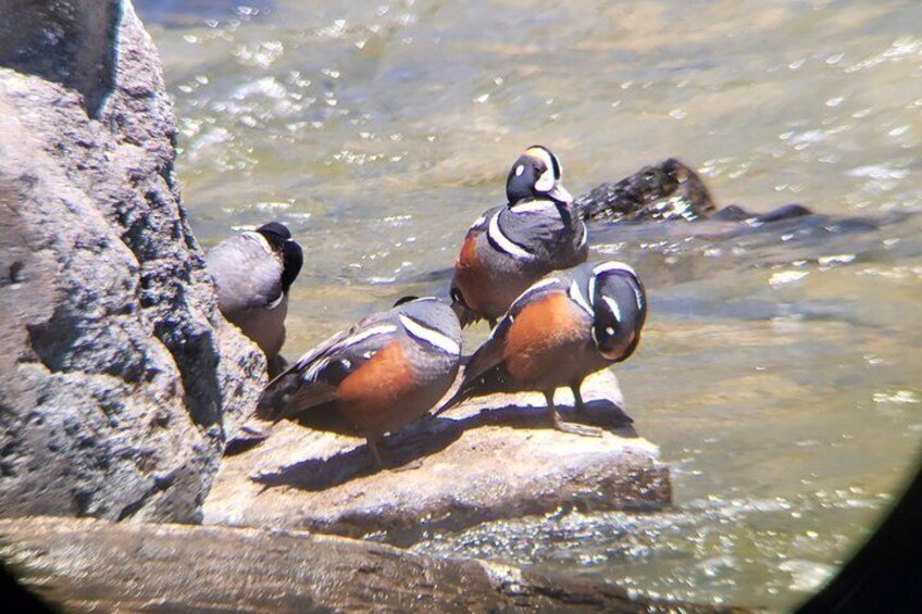 Three birds perched on a rock by a flowing stream. 4