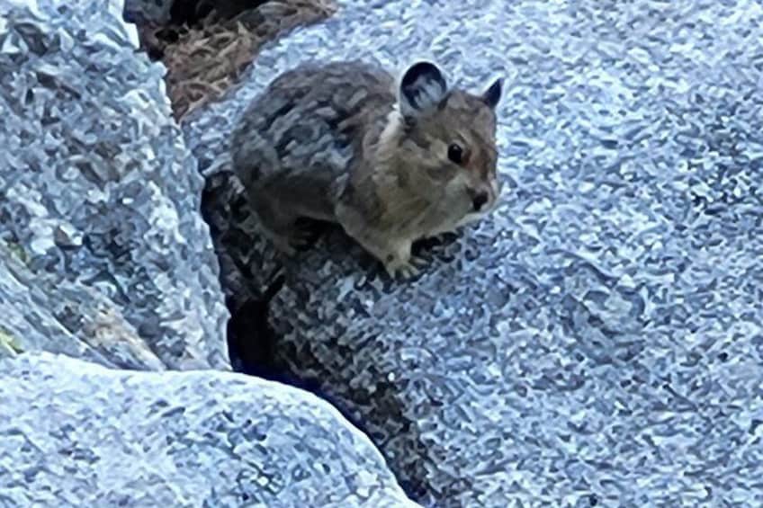 A small animal, possibly a rodent, on a rocky surface. 3