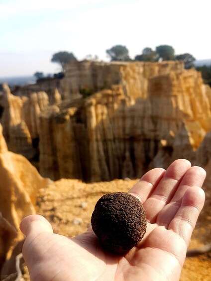A hand holding a truffle. 4