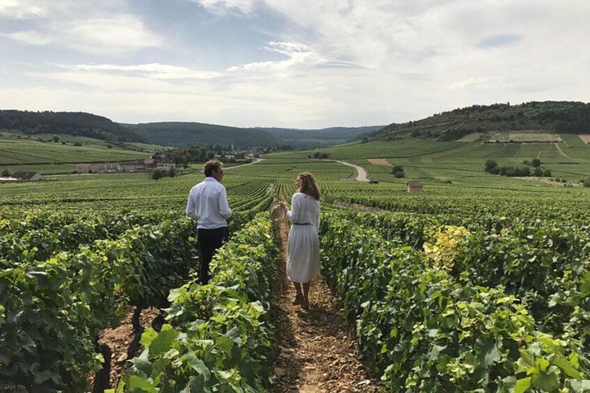 Un vignoble avec des rangées de vignes, un chemin de terre et un paysage vallonné en arrière-plan. 4