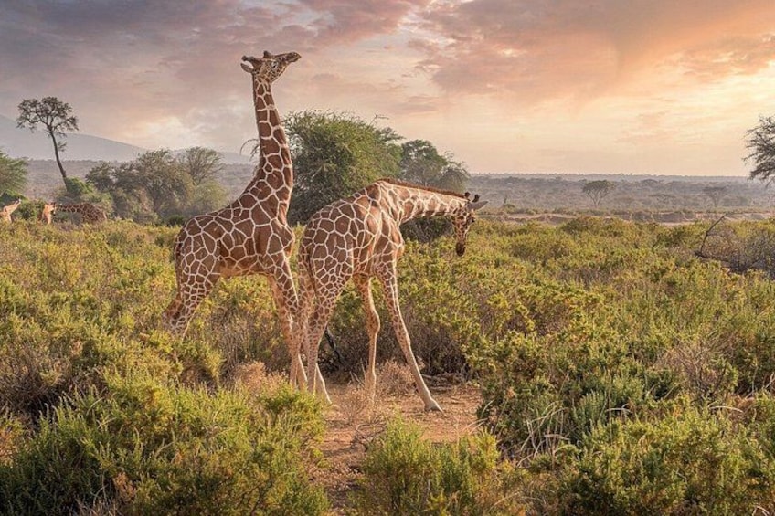 Two giraffes in a grassy savanna with trees and a cloudy sky. 3