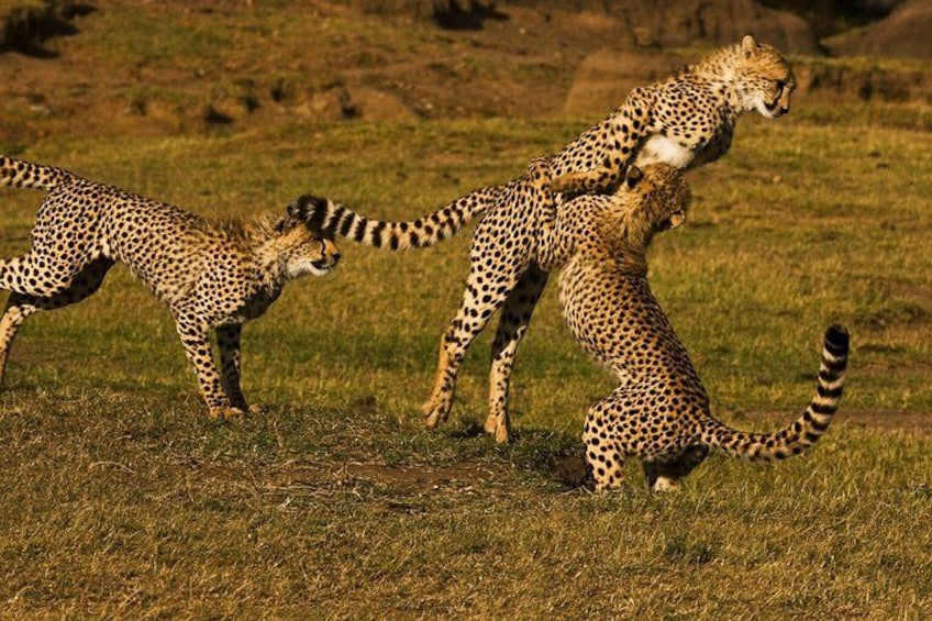 Three cheetahs in a grassy field with a hilly background. 2