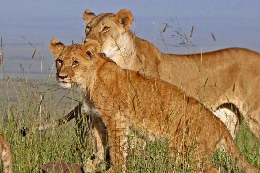 Two lions in a grassy field with tall grass and a clear sky. 4