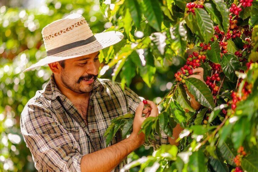 A person harvesting red berries from a bush. 2