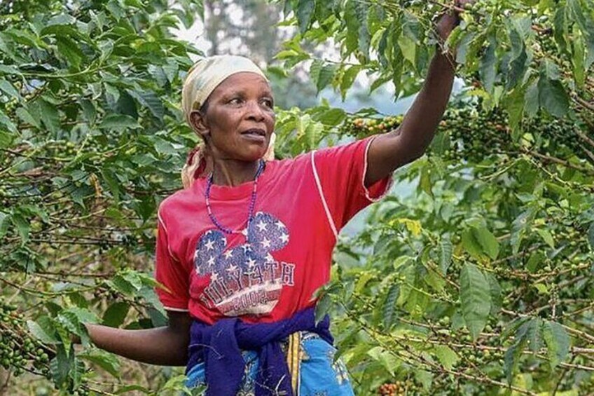 A person harvesting coffee cherries from a tree. 5