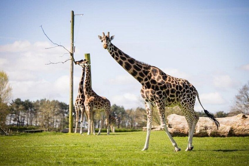 Private Full Day Tour to Longleat Safari Park and Historic Bath 3