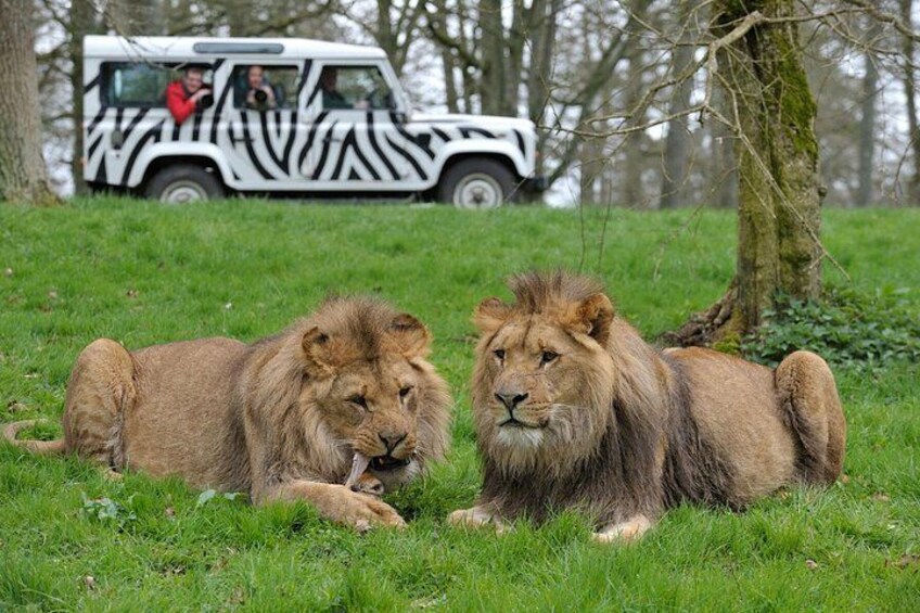 Private Full Day Tour to Longleat Safari Park and Historic Bath 5