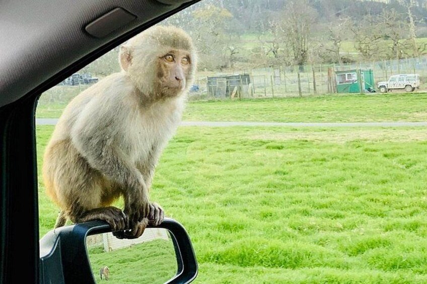 Private Full Day Tour to Longleat Safari Park and Historic Bath 4