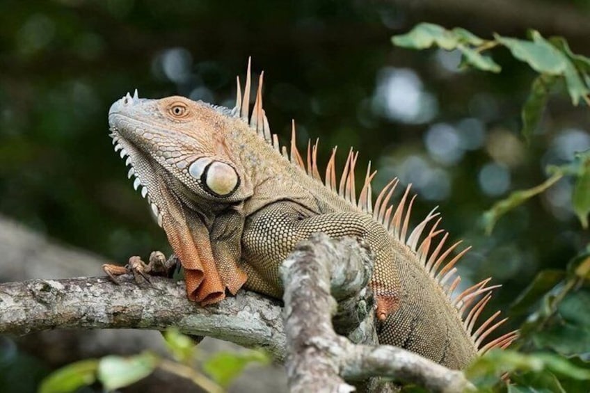 An iguana on a tree branch. 2