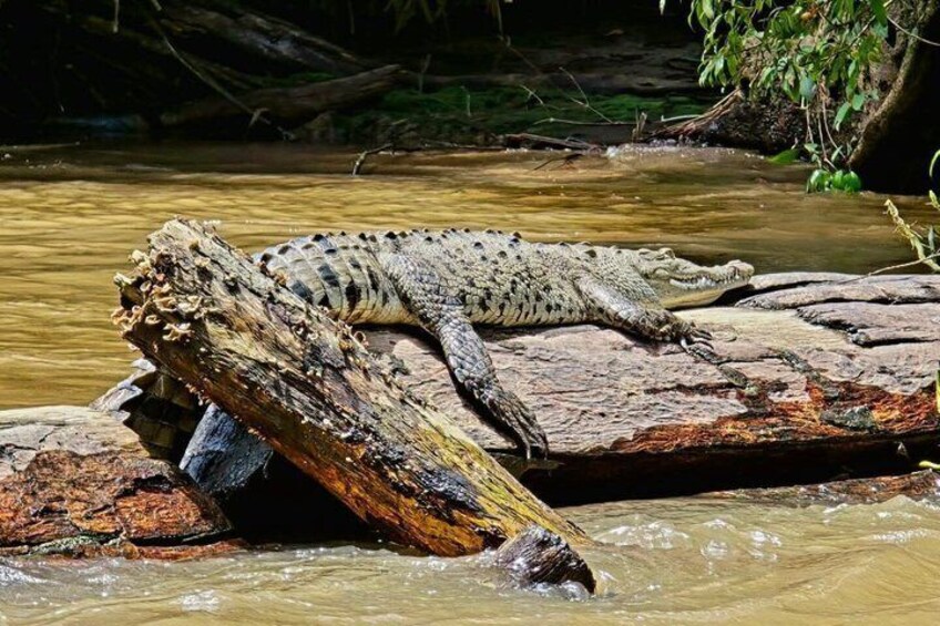 A crocodile resting on a log in a river. 3
