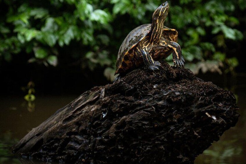 Tortuguero Tour in Canoe Canals with Electric Motor 5