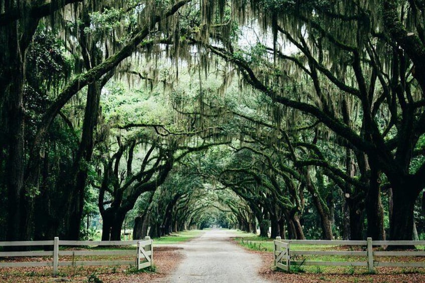 This tour reveals how Savannah’s graceful homes, churches, and public spaces also witnessed conflict, change, and resilience. 2