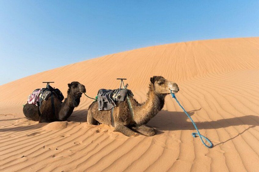 Two camels with saddles on a sand dune. 1