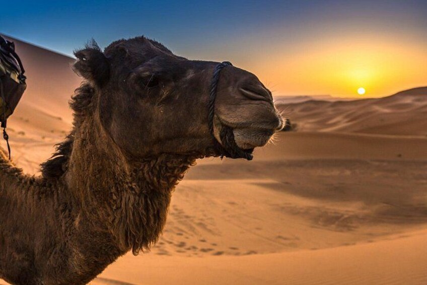 A camel in a desert landscape with a sunset in the background. 5