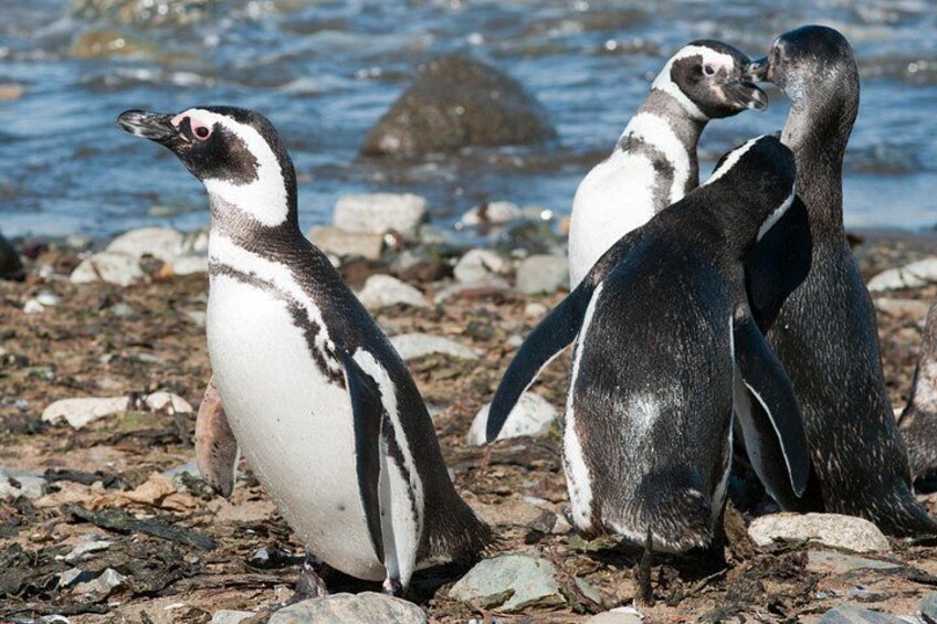 Des pingouins sur une côte rocheuse, avec l’eau en arrière-plan. 4