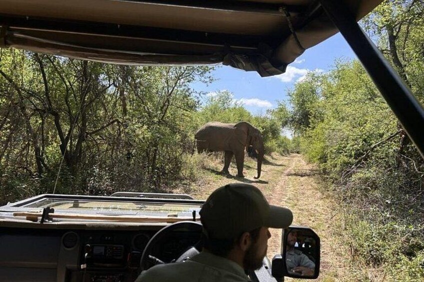 Johannesburg to Dinokeng Big Five Safari Adventure 1