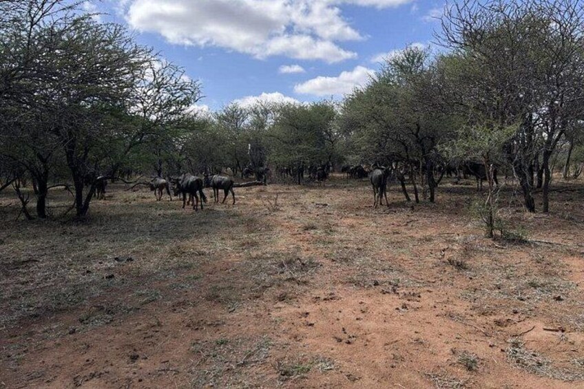 Johannesburg to Dinokeng Big Five Safari Adventure 5