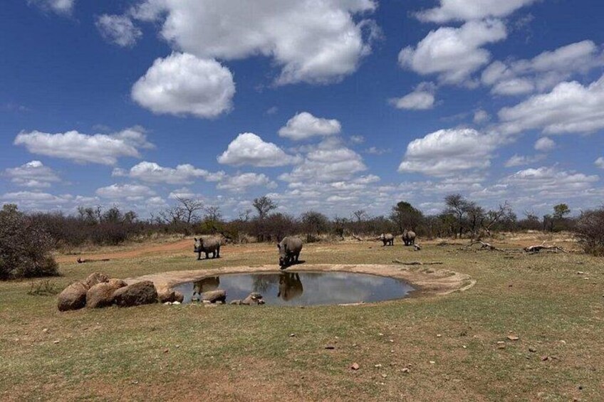 Johannesburg to Dinokeng Big Five Safari Adventure 3