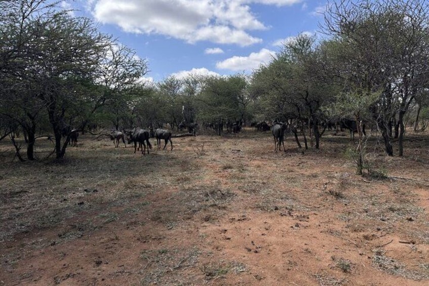 Eine Herde Gnus grast in einer trockenen Savanne mit vereinzelten Bäumen. 2