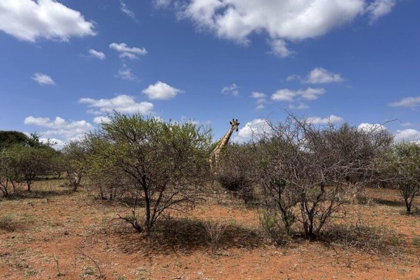 Eine Giraffe in einer Savanne mit vereinzelten Bäumen und blauem Himmel. 4