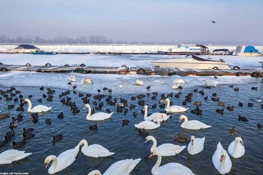 Un lago congelado con cisnes y patos, barcos y una orilla distante. 3