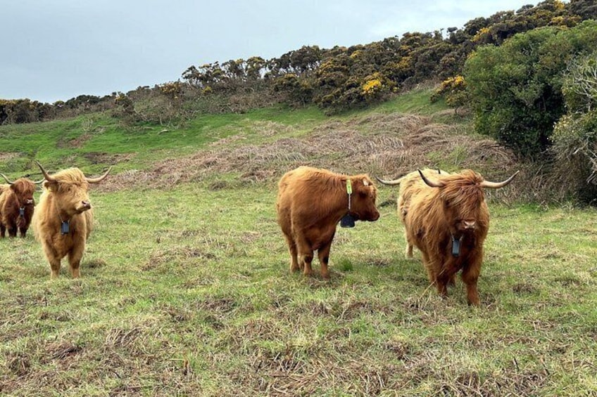 Howth Safari Hiking Tour - PRIVATE 4