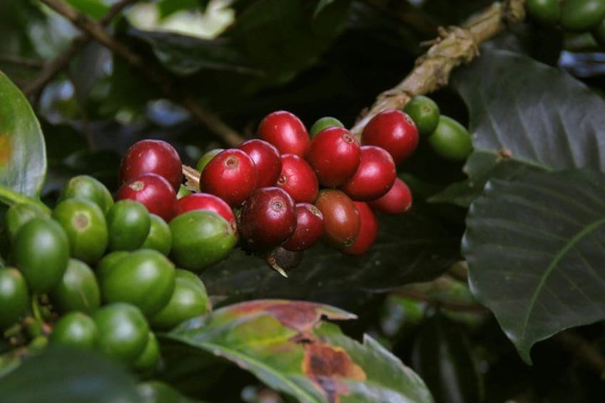 Clusters of red and green coffee cherries on a plant with large green leaves. 1