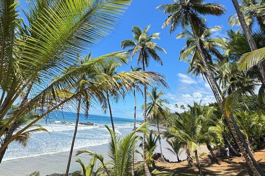 A beach with palm trees and the ocean. 4