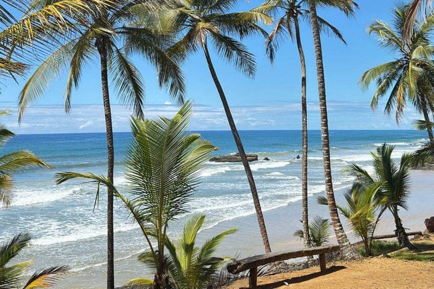 A beach with palm trees and the ocean. 5