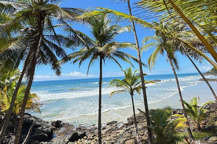 A beach with palm trees and ocean waves. 3