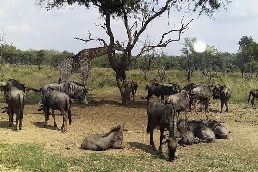 Half day Safari Lion Park experience , from R1450-00 pp, minimum of 2 people 1