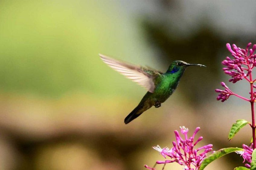 Ein Kolibri, der in der Nähe von rosa Blüten schwebt. 3