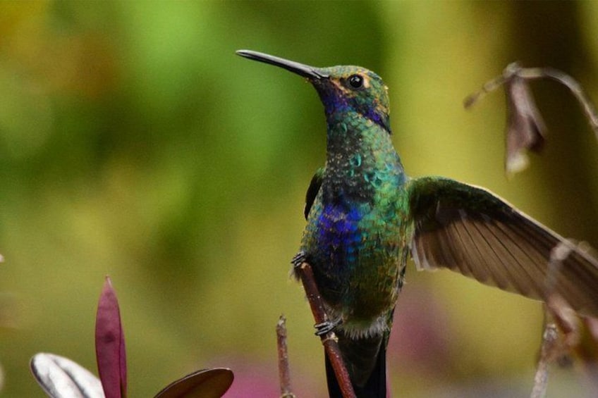 Ein Kolibri sitzt auf einem Ast mit ausgebreiteten Flügeln. 2